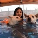 개좋아