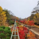 11월3일 남이섬 뜰안 가을 여행 이미지