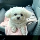 빵긋하개 네이버블로그