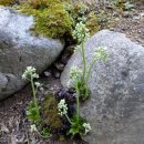 곰배령 팜스테이 이미지