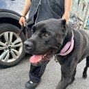 트리머펫 | [블챌]2024.07.22 - 07.28 심쿵 라운 의식의 흐름대로 포토덤프 챌린지