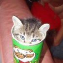 네발친구 이미지