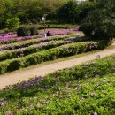 우암동 도시숲 이미지