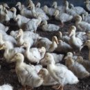 모리아팜 이미지