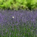 사라실 라벤더 단지 이미지