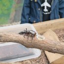 여주곤충박물관 이미지