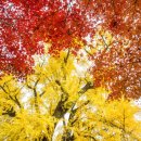 은행나무 농장 이미지