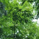 숲속의 오케스트라 이미지