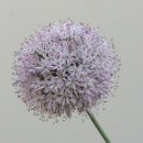 디딤돌농장 이미지