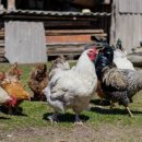 싱싱반찬 이미지