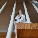 아이웰 동물의료센터 | 24시 리본동물의료센터 후기 – 새벽 고양이 응급 경험담