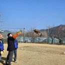조류보호협회 밀양시지회 | 한국조류보호협회 밀양시지회, 새해맞이 매 방사
