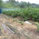 금사농장 이미지