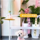 Coco Grooming 네이버블로그
