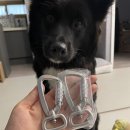 퍼피봉봉 이미지