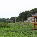 풍호마을연꽃축제 네이버블로그