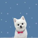 하얀이언니네 이미지