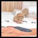 유앤미펫 강아지분양 고양이분양 용인점 이미지