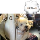 정원치과의원 | [국가자격증_동물보건사 준비𖤐˚]