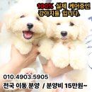 버디독 강아지분양 고양이분양 안심분양센터 광명점 이미지