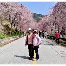 병곡리 Daum카페