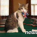 펫토피아 이미지