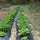 둥지농원 이미지