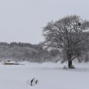 황태덕장 이미지