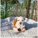 딩동댕애견스파풀빌라 이미지