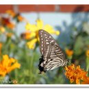 고령군개진면보건지소 이미지