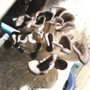 승부농장 이미지