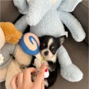 버디독 강아지분양 안심분양센터 시흥점 | 시흥강아지분양 버디독 강아지분양 안심분양센터 시흥점 방문 전 예산과 환경 점검 및 건강한 반려견...