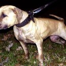 GR kennel Daum카페