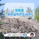 청림동 푸른숲 작은도서관 | 포항 숨은 벚꽃 명소! 청림동 푸른숲작은도서관!