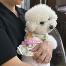 빌라누트 이미지