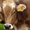 고양농장 이미지