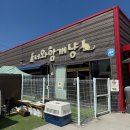 너와함개냥 | 포천 가볼만한곳 너와함개냥 유기견카페 다시 방문한 후기