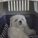 뭉치켄넬 이미지