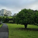 서귀포KAL호텔 | 제주 서귀포 KAL 호텔 숙박 &amp; 조식 &amp; 정원 산책로