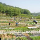 김만수농장 Daum카페