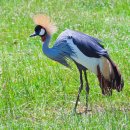 관두루미(Crowned Crane) 이미지