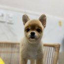 여수죽림동물병원 애견미용실 이미지