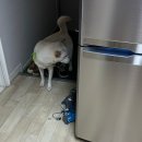 277 | 진돗개 분양후기277: 공 찾기, 기분파, 준비하기, 택배 좋아하기, 사상충약