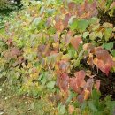 수수꽃다리 이미지