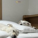 도그랑펜션 이미지