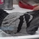 비둘기미용실 이미지