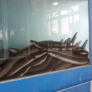 싱싱참숯장어 본점 이미지