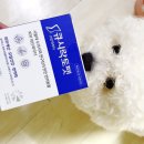 쿼럼바이오 주식회사 QSI | 강아지 유산균 영양제 반려동물 면역력 피부개선 영양제 큐시락토펫 스킨 파우더