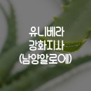 유니베라 강화지사 네이버블로그