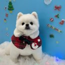 멍멍이발소 | 안산 멍멍 이발소 미용 후기🐾